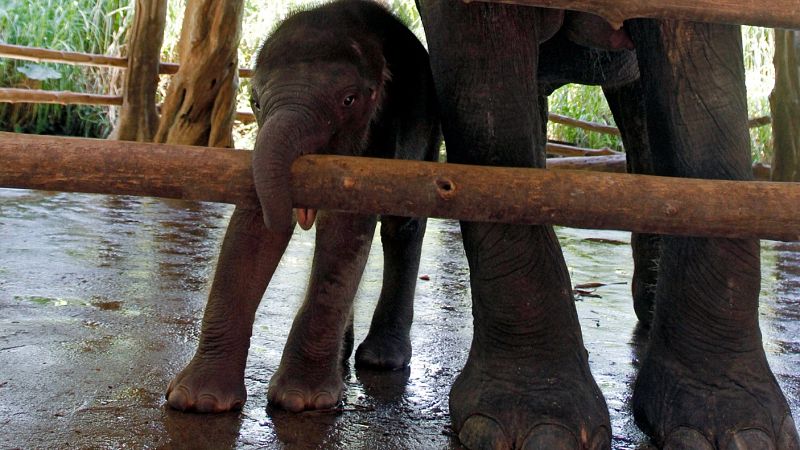 New Vaccine Safeguards Young Elephants from Deadly Herpesvirus